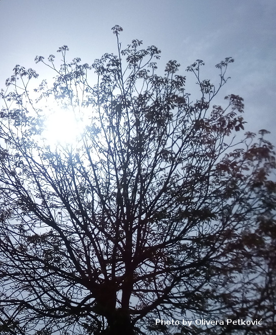 Sunce i drvo