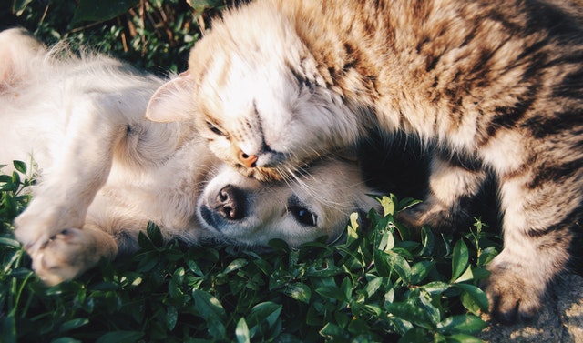 Prijateljstvo - pas i mačka