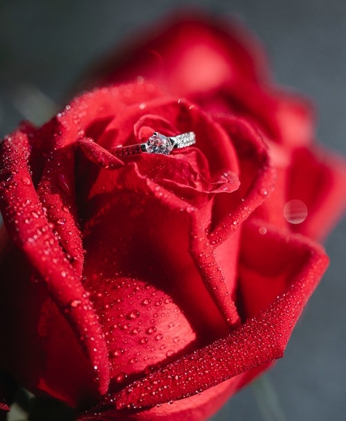 Ruža i prsten
